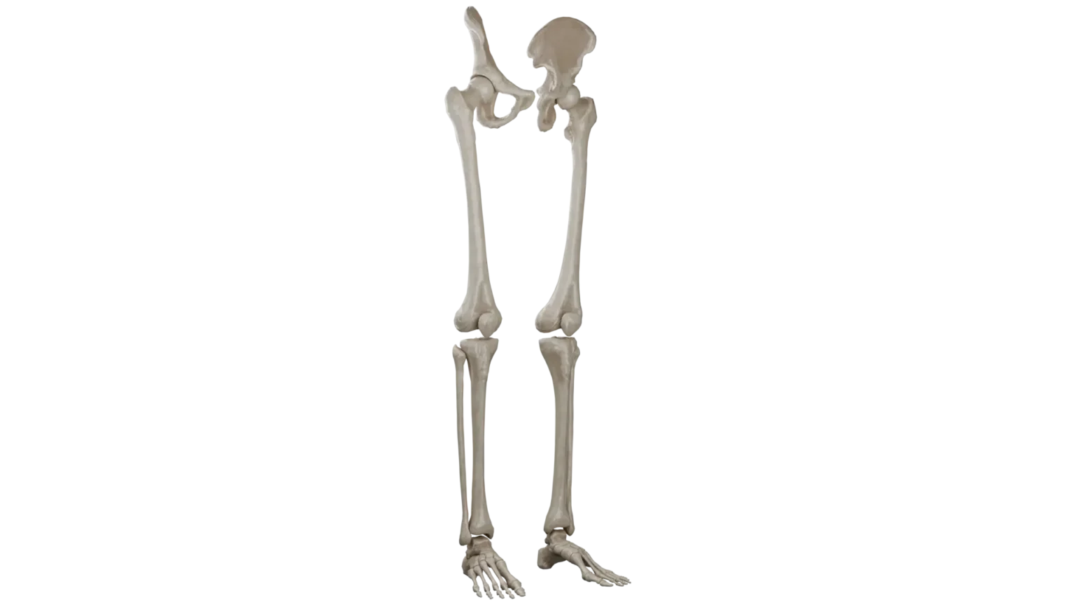 3D Anatomy Model Of Lower Limb Bones VOKA 3d Anatomy Model Of Lower Limb Bones Voka